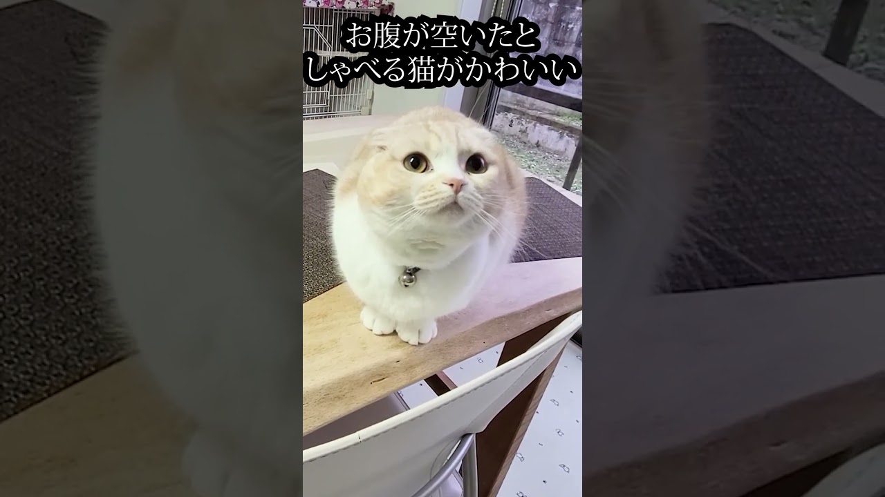 お腹が空いたとしゃべる子猫が可愛すぎる...#Shorts