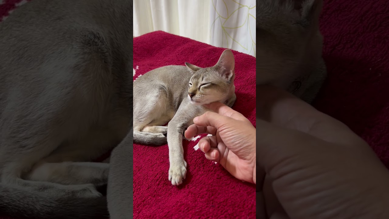 Adorable #shorts #cat #cute #シンガプーラ #chat #funny #猫 #gato #kucing #猫好きさんと繋がりたい #고양이
