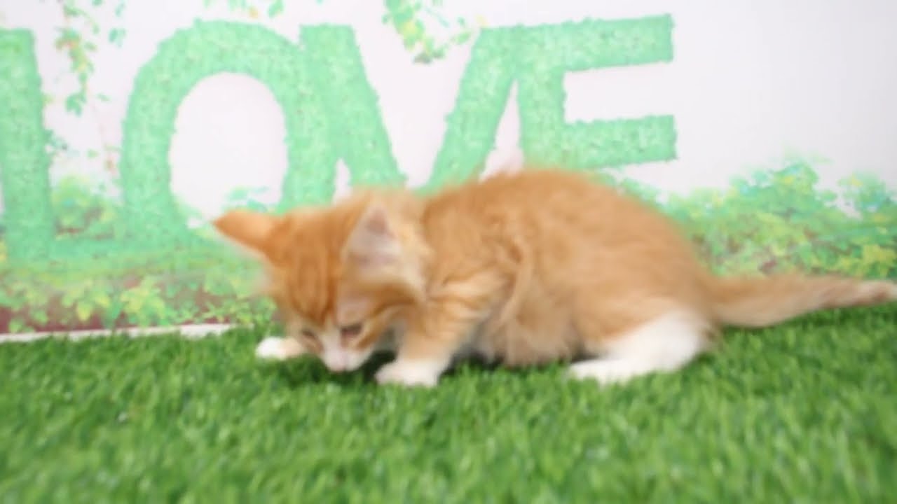 Coo&RIKU　No604108　ノルウェージャンフォレストキャット