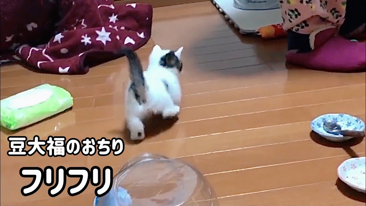 透明ケースから出てきた子猫のお尻フリフリがかわいい