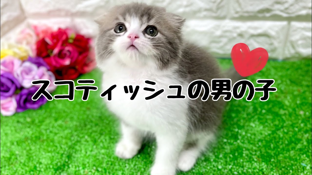スコティッシュフォールドの子猫　（和歌山）
