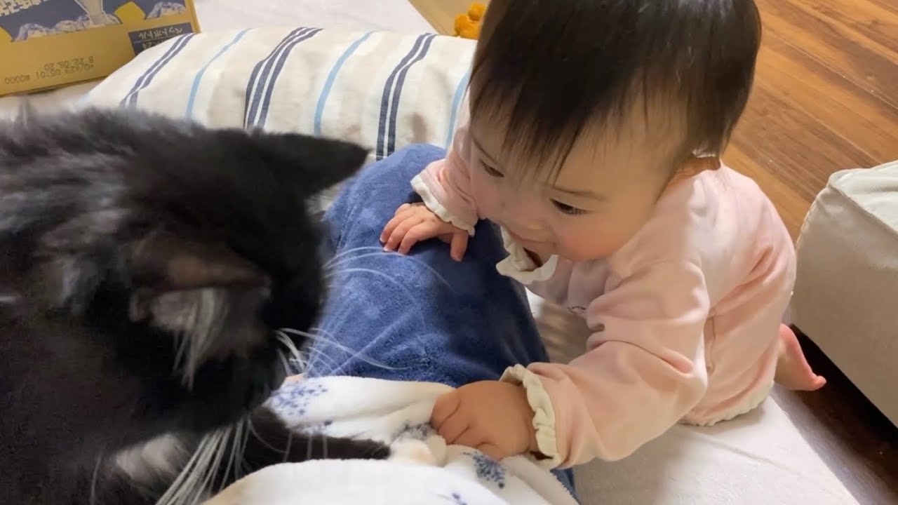 マイペースな娘と猫　ラガマフィンMy own pace daughter is also a cat. Ragamuffin