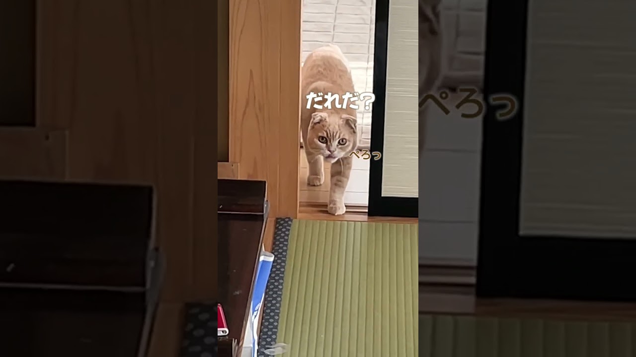 飼い主になぜか警戒しながら近づいて来る子猫【スコティッシュフォールド】#shorts #かわいい #子猫