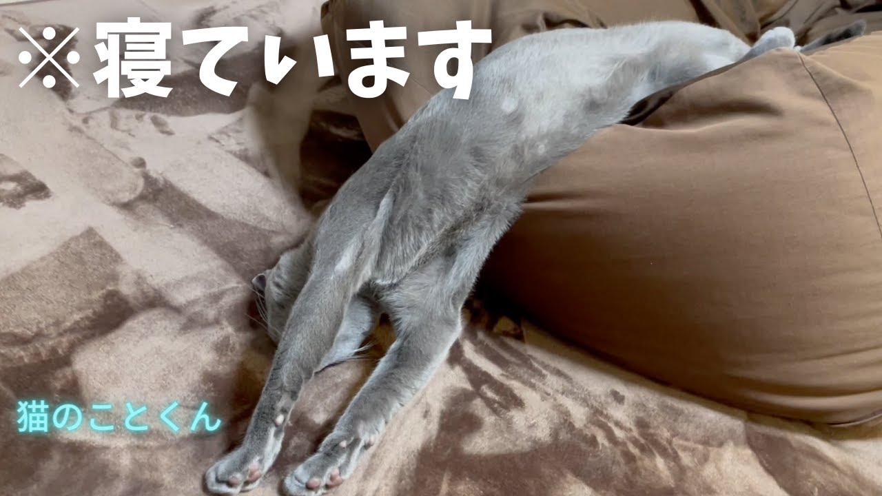 寝ながら滑り落ちる仔猫はこちらです【ロシアンブルーこと】