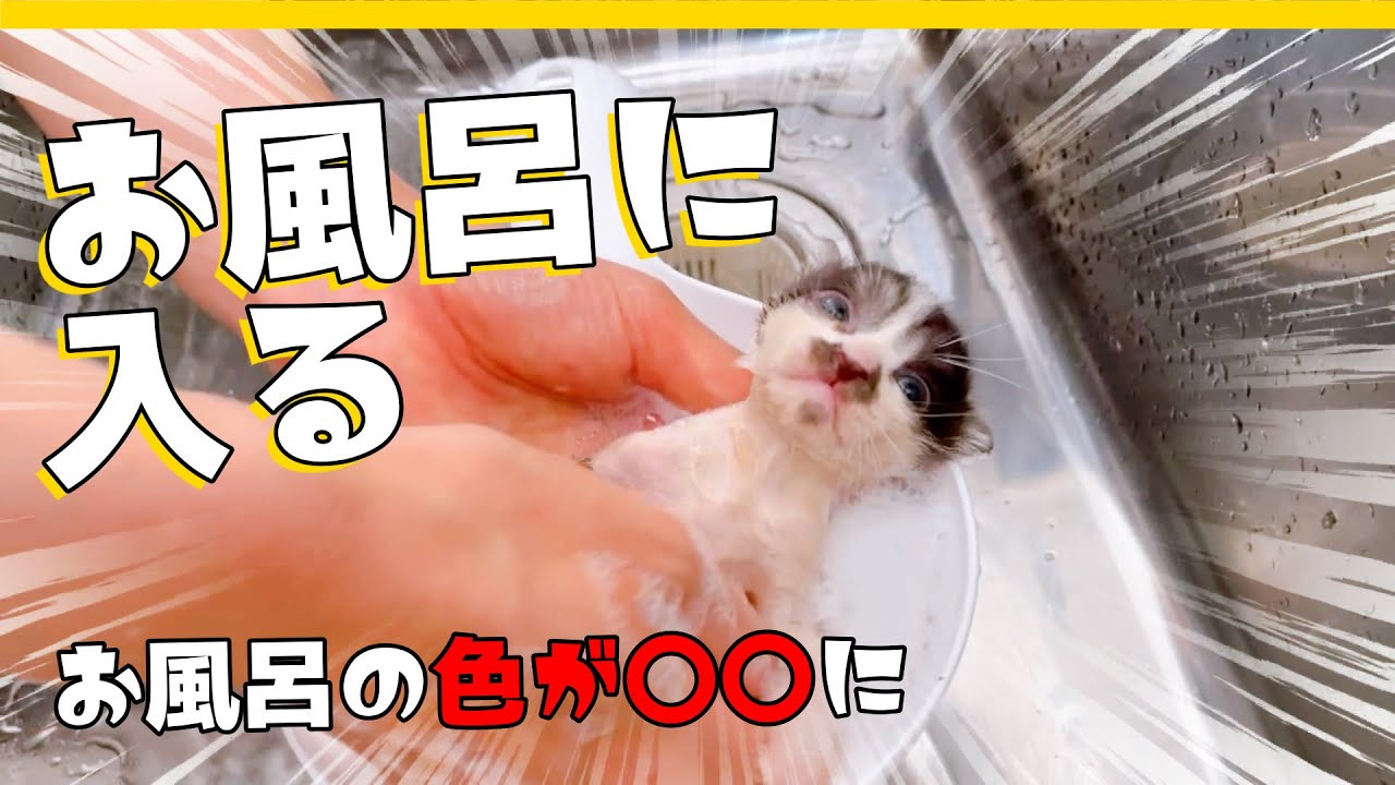 【子猫】汚れていたのでシャンプー（お風呂）しました★【保護猫生活4日目】