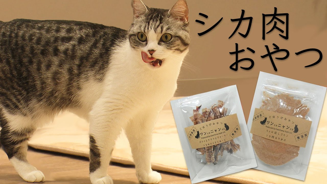 シカ肉おやつに興味津々な猫【スコティッシュフォールド】