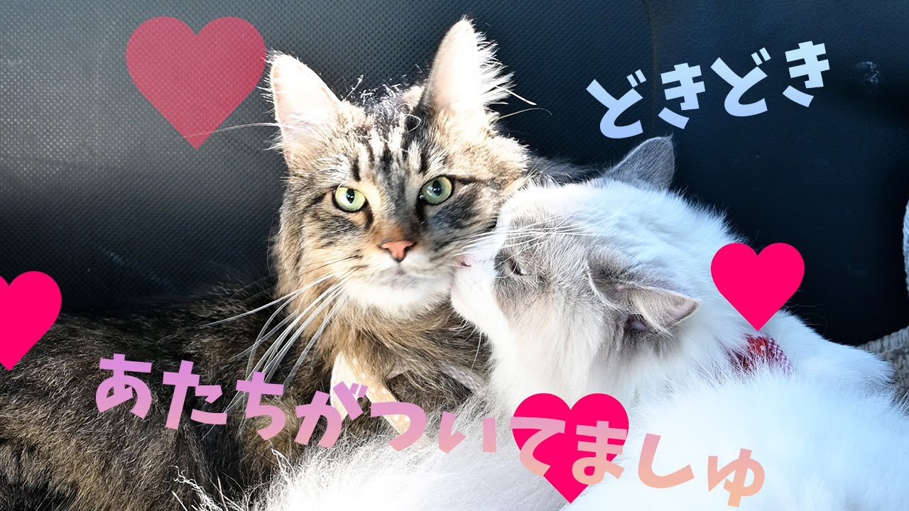 メインクーンとラグドール、初めてのドライブ!!車と外の景色に大はしゃぎ！不安になると２匹でくっつく姿がかわいい♡