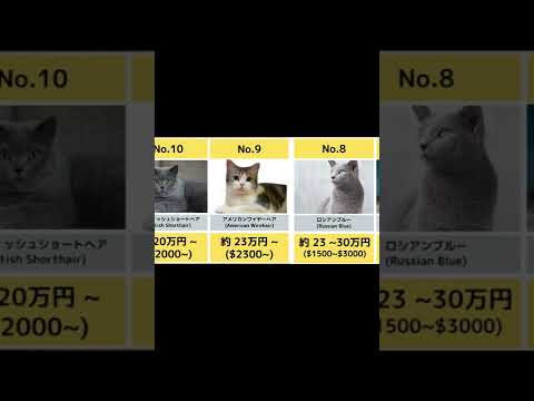 【猫ちゃん】高級猫ランキング#Shorts#最高級猫#cat#ranking