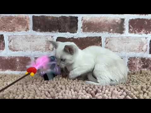 トンキニーズ　11/7♀