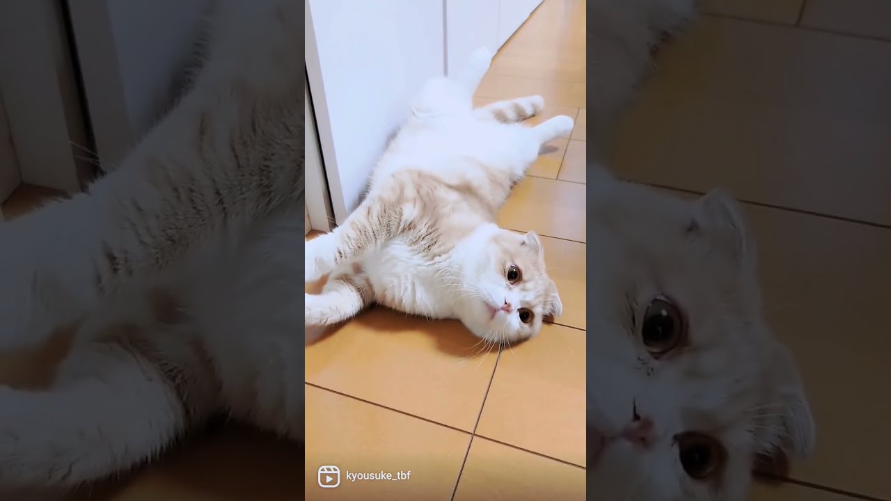 猫ちゃん最上級のここあけてっ！！！　　　#スコティッシュフォールド #猫