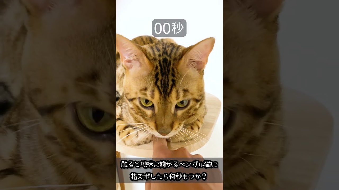 触ると地味に嫌がる ベンガル猫 に指ズボ したら何秒もつか？ #shorts #香箱座り