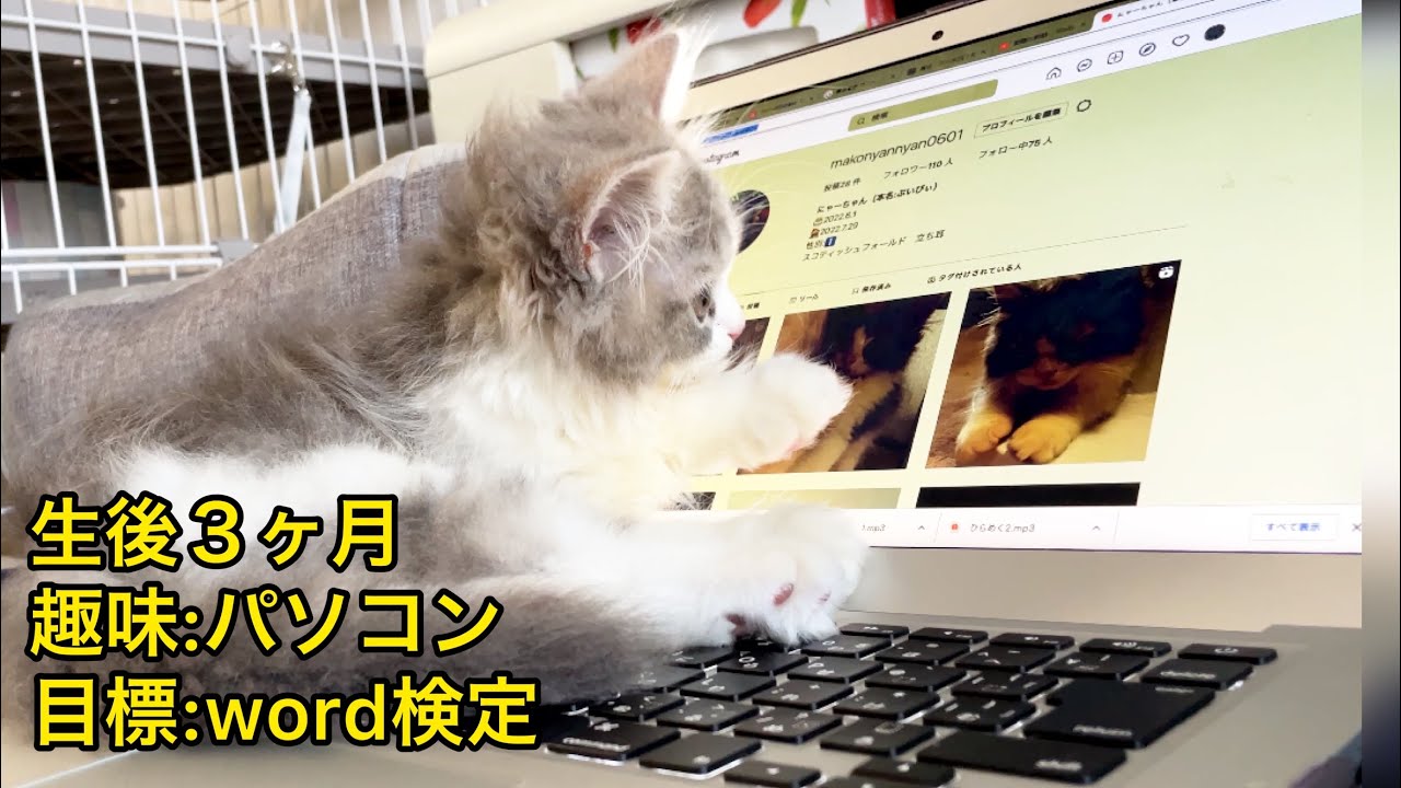 【生後3ヶ月】猫が見ると危険？な動画がありました。