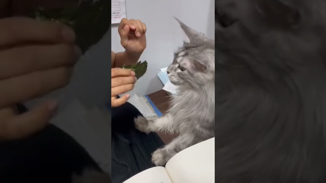 【メインクーン】海苔が好きな猫 #shorts