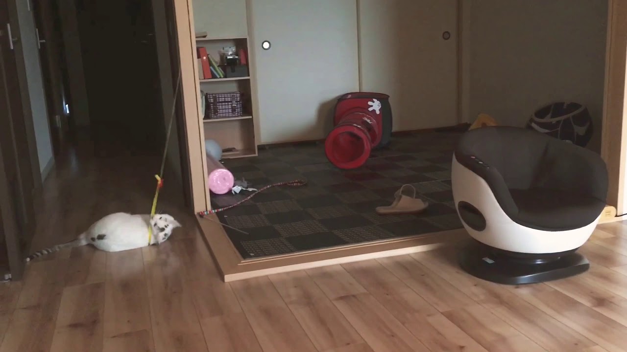 ころころあそぶ