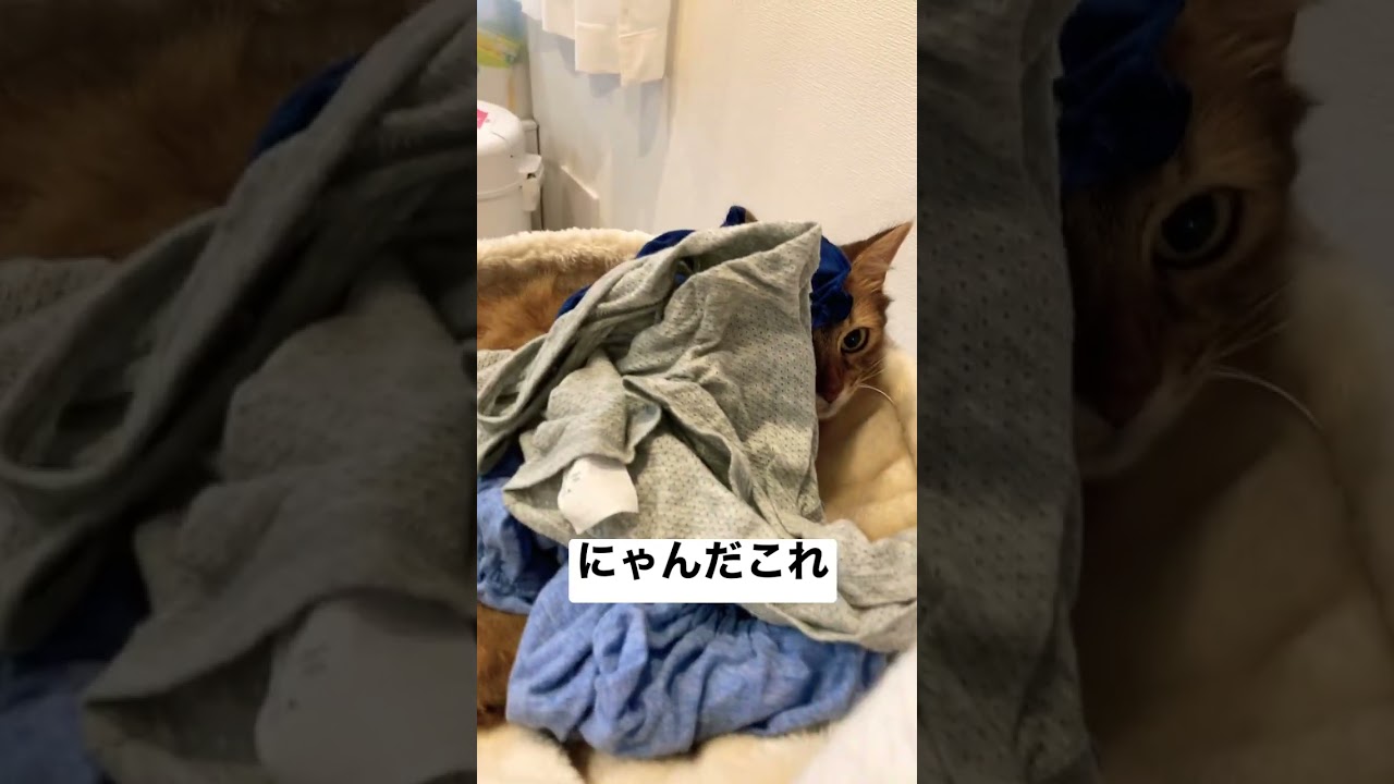 2歳児に服を盛られたソマリ。#shorts #cat