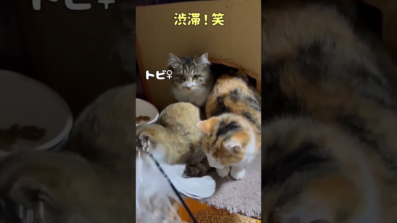 まだまだ人馴れ訓練中の子猫　#Shorts#猫#里親募集中
