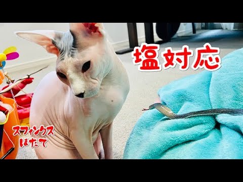 塩対応かとおもったら、やる気満々だったほたて猫【スフィンクス猫】