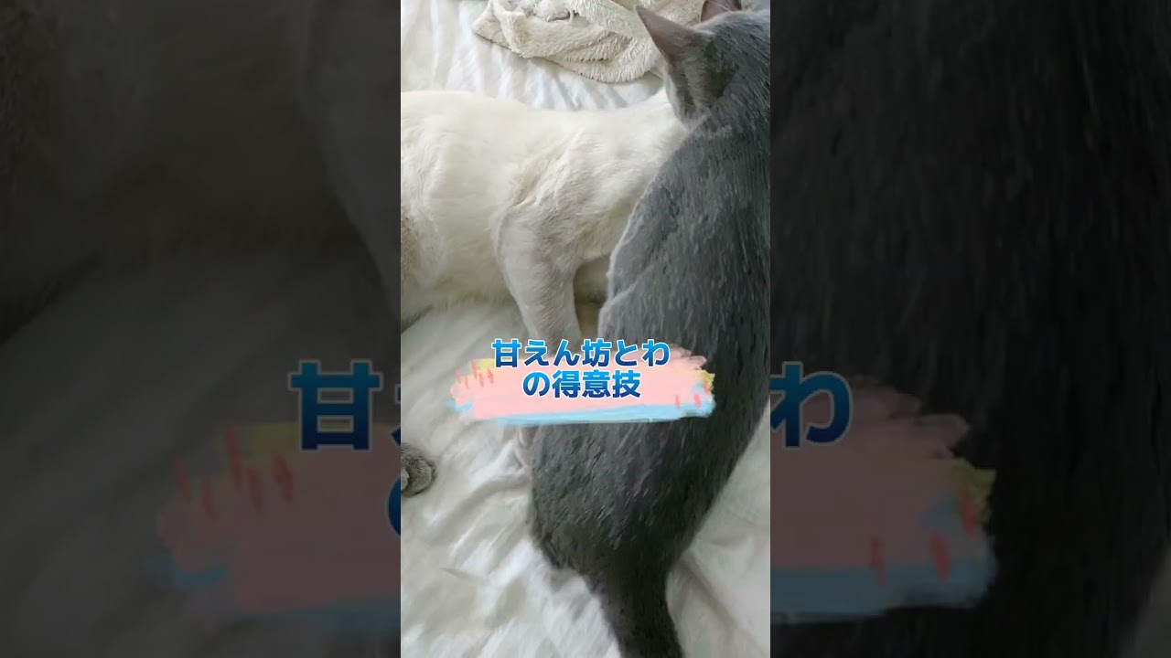 パパと娘の物語🐈‍⬛💕　#ロシアンブルー #russianblue  #子猫