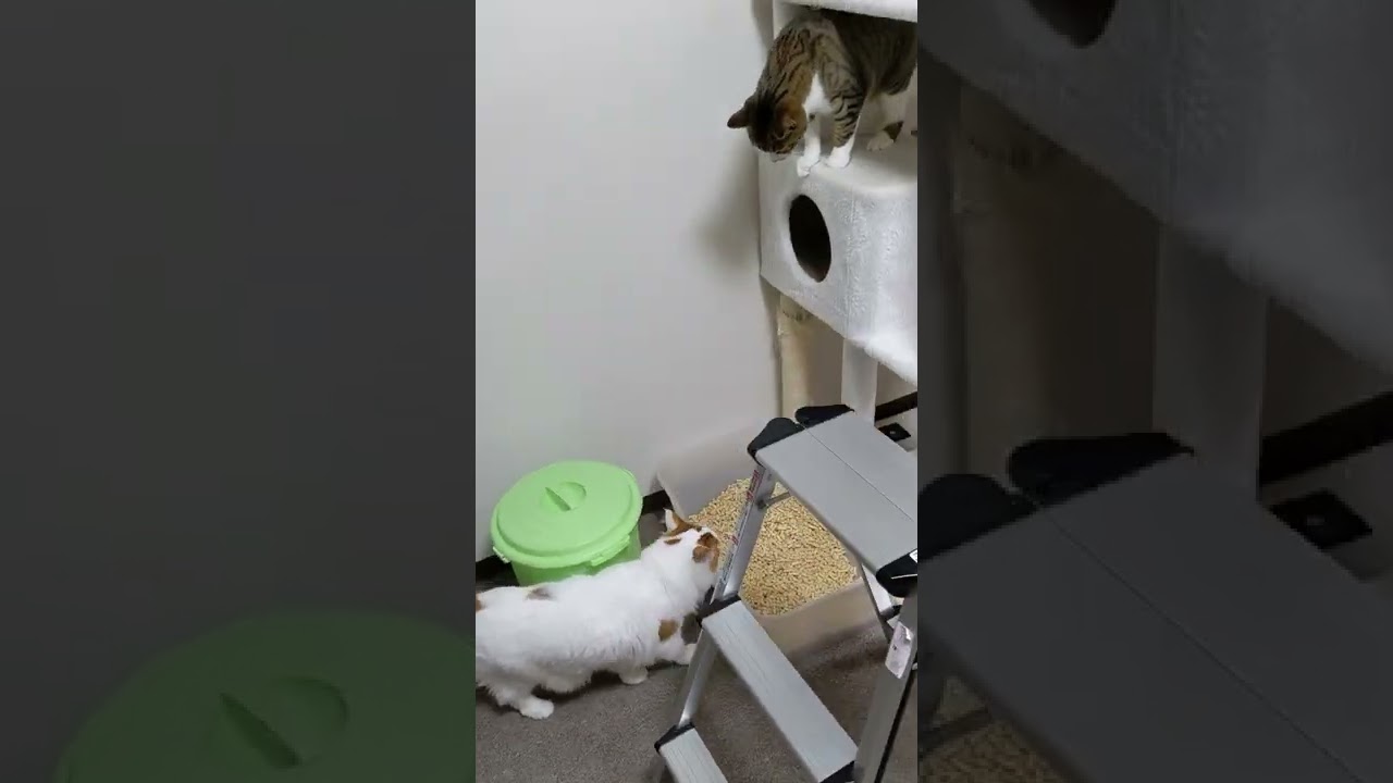 キジトラ猫VSメインクーン【ケンカ】