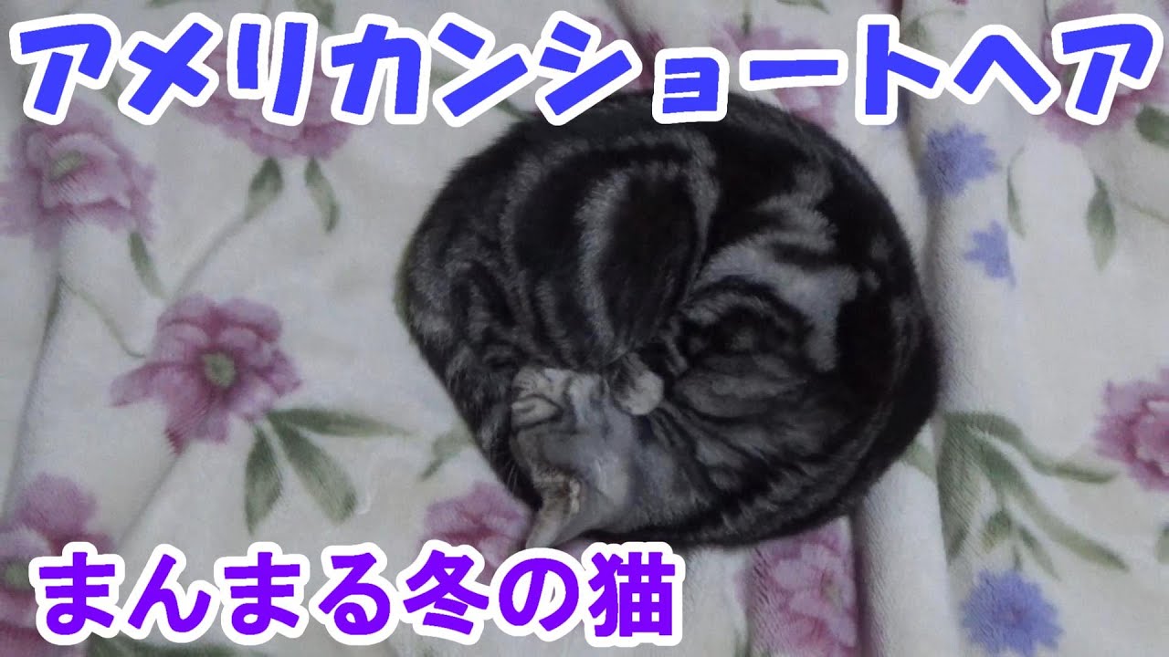 もこもこ寝てる冬の猫（アメリカンショートヘア）