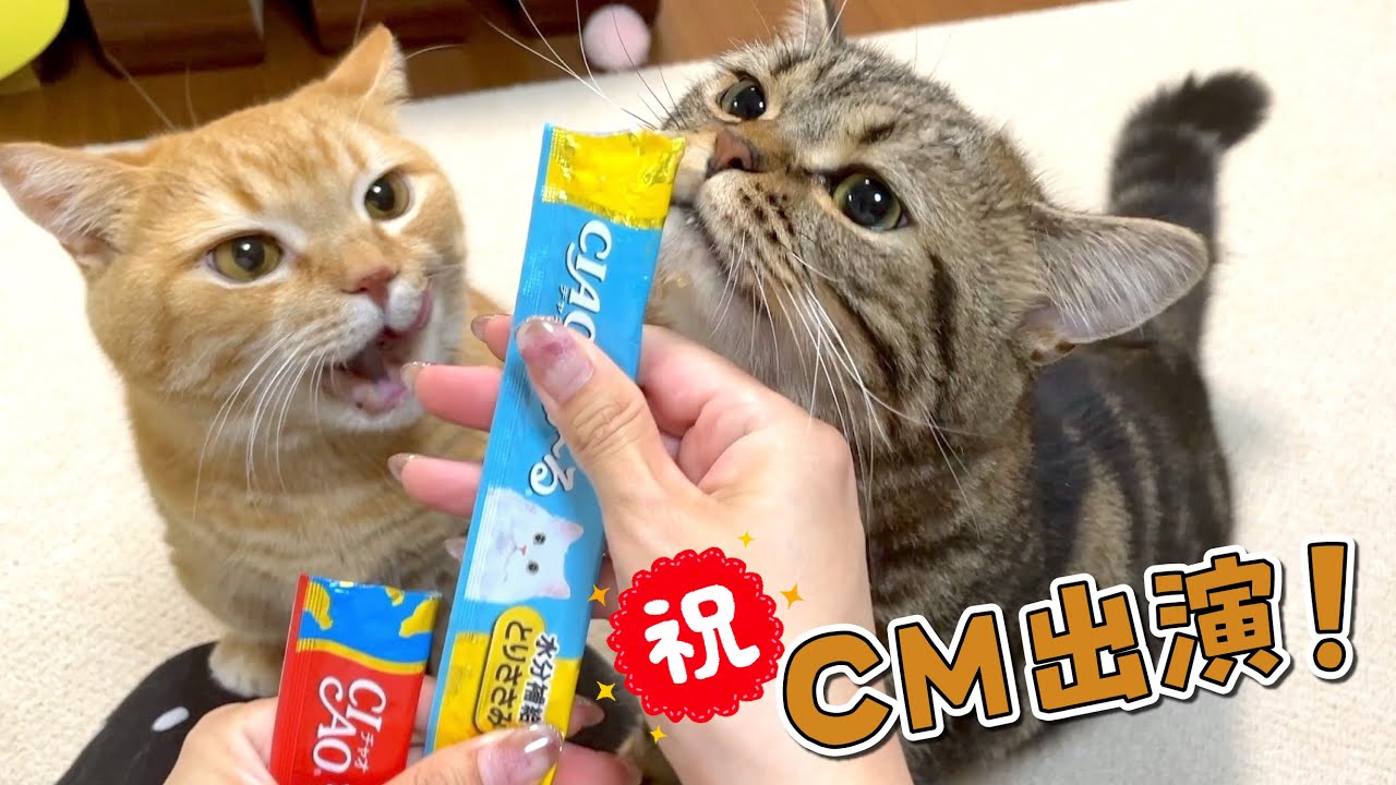 【CM出演記念】生まれて初めてのちゅ〜るに大興奮の猫が可愛い！