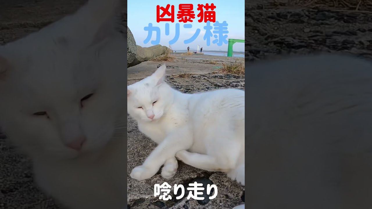 あの凶暴猫のカリン様 唸り走りが良く似合う #shorts 日本猫 Japanese cats