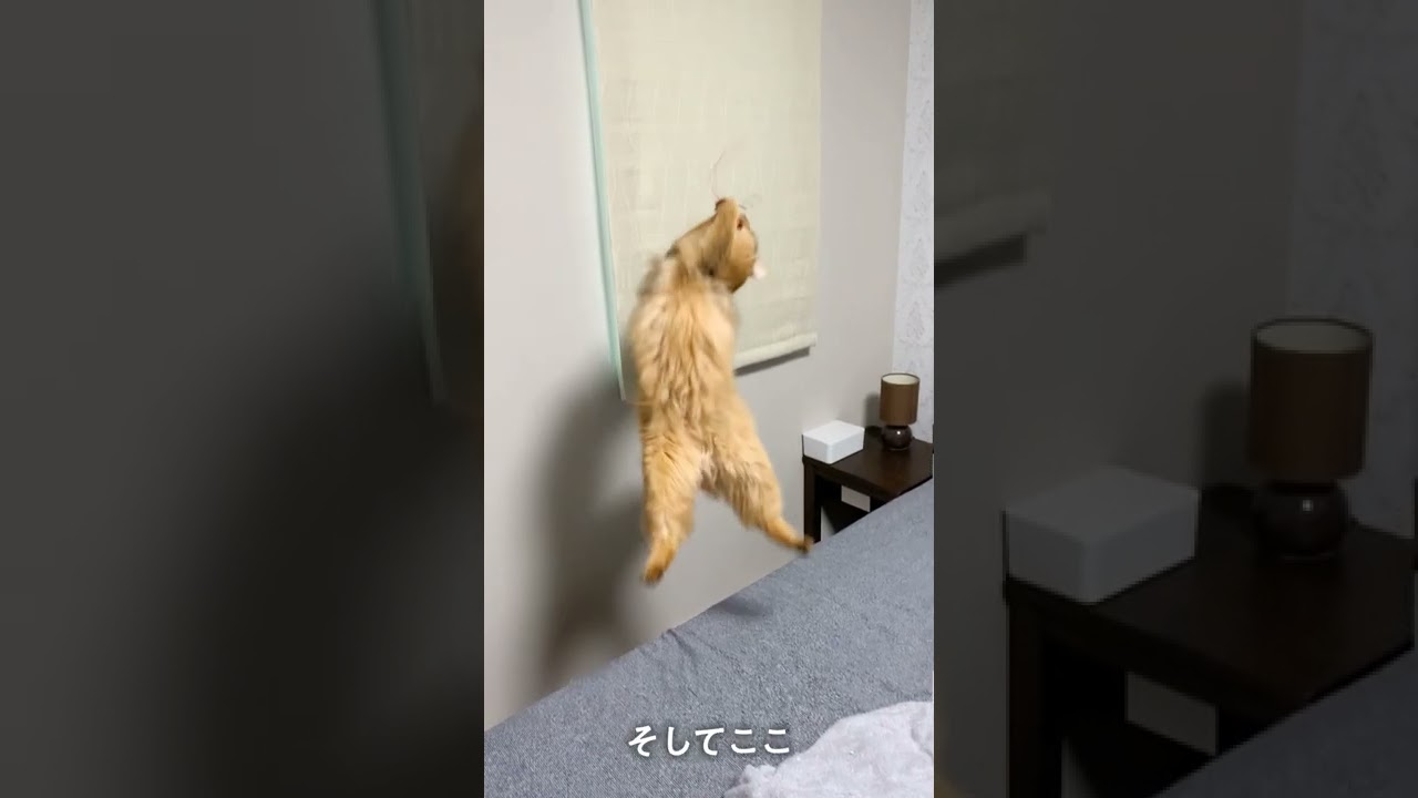 #211　ゴン攻めするソマリ