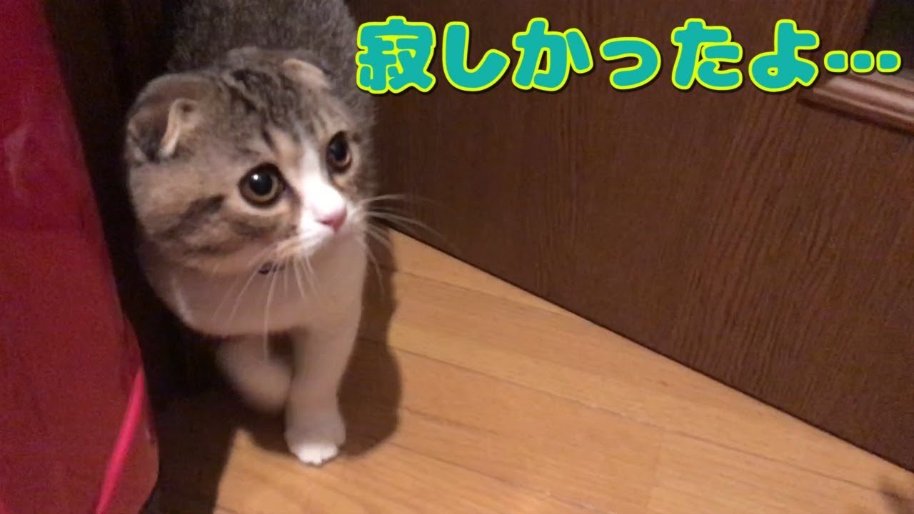 お留守番が寂しかった子猫【スコティッシュフォールド】【Scottish Fold】