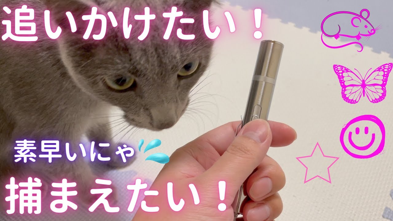 パパに翻弄される猫（ロシアンブルー）