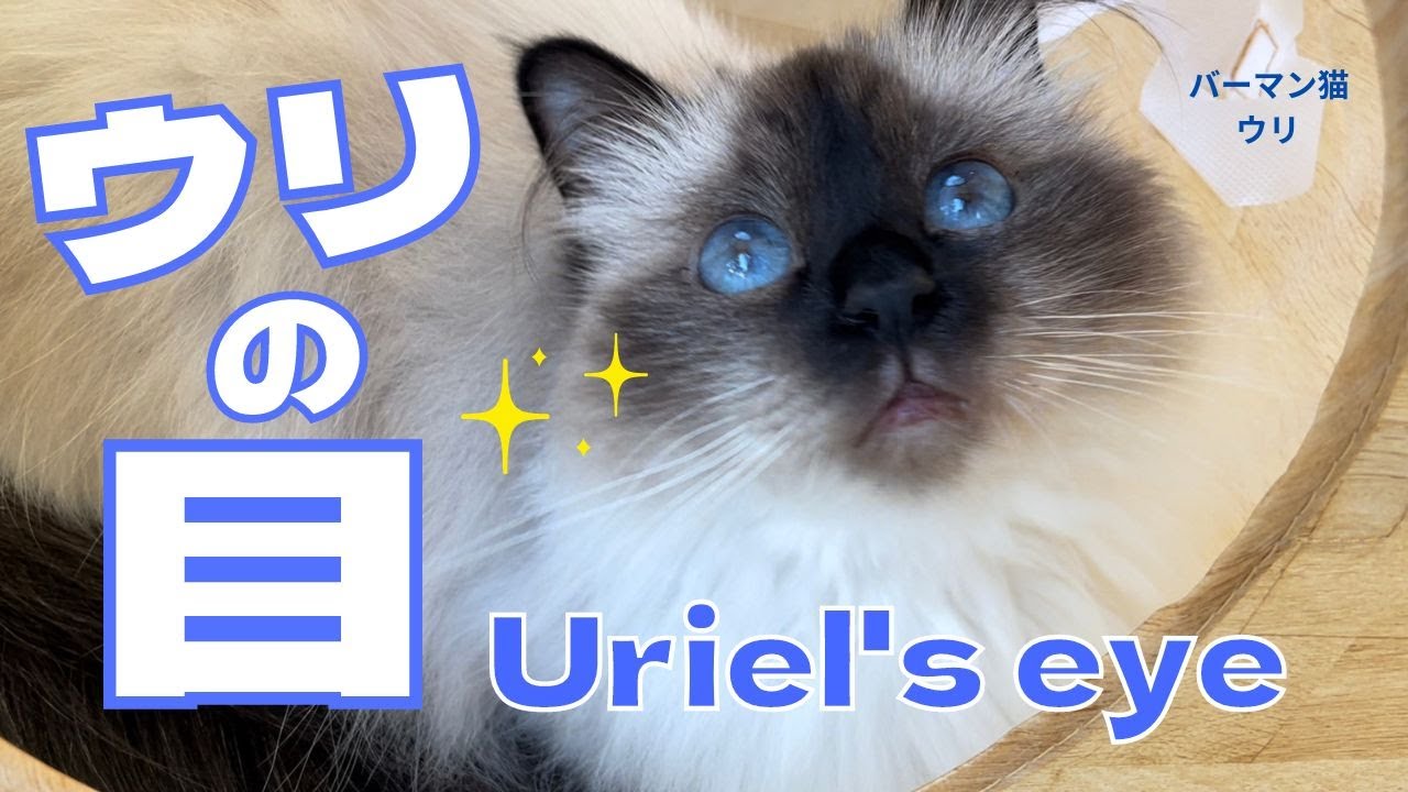バーマン猫ウリ【ウリの目】Uriel's eye（バーマン猫）Birman/Cat
