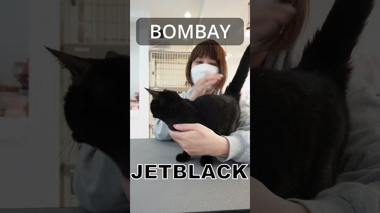 【ボンベイ】黒より黒い猫【猫種紹介】 #shorts