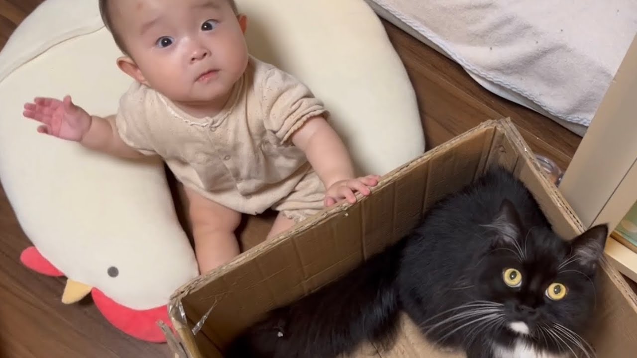 赤ちゃんのお座りトレーニングに協力する猫　ノルウェージャンフォレストキャット＆ラガマフィン　A cat watching over the baby's sitting