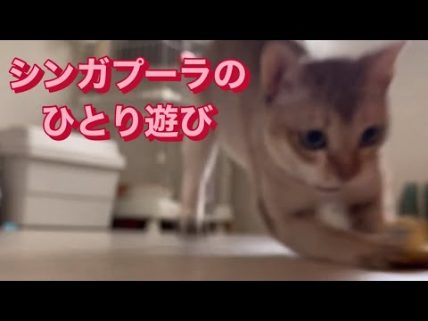 シンガプーラ　ひとり遊び