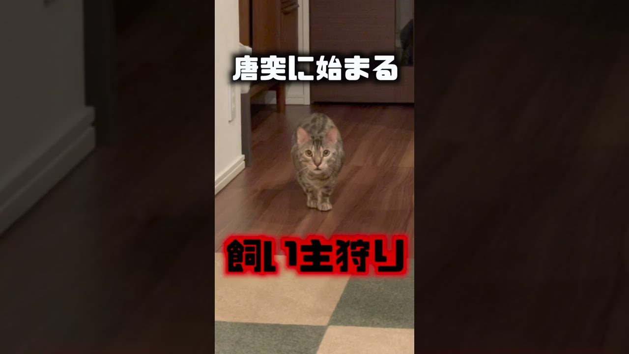 猫が飼い主の命を狙う瞬間の映像#shorts