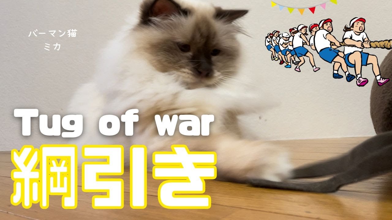 バーマン猫ミカの紐遊び【綱引き】Tug of war（バーマン猫）Birman/Cat