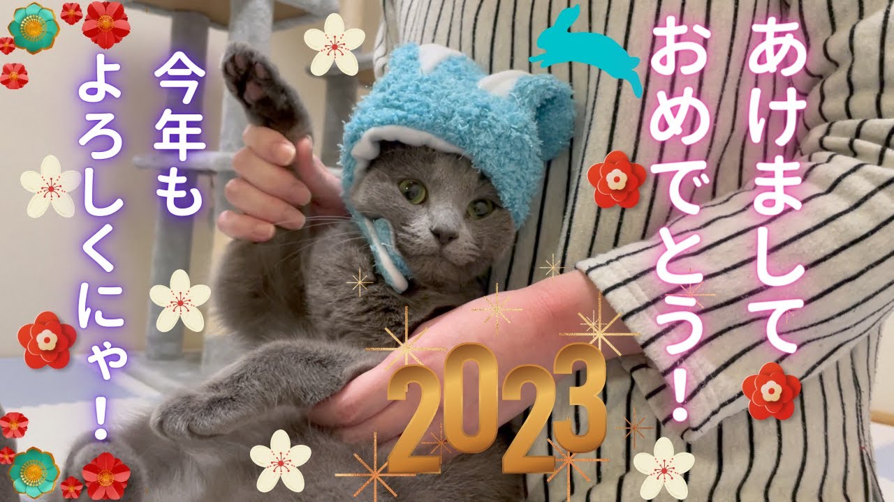 「2023年も宜しくお願い致します」な猫（ロシアンブルー）