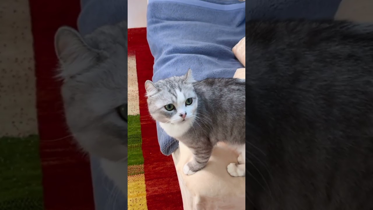 ママに何かを伝えくて必死に鳴き続ける兄猫