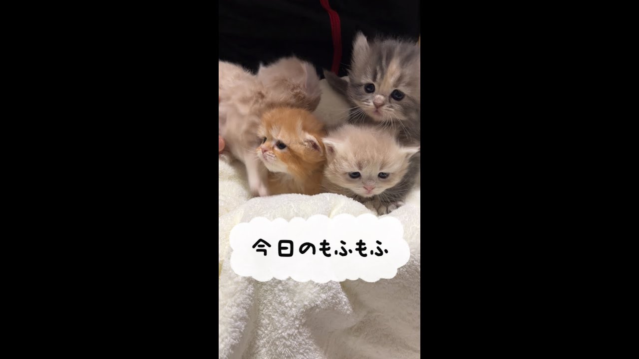 【今日もふ】きゅんきゅんキンカロー子猫♡DAY22【2022年11月29日】