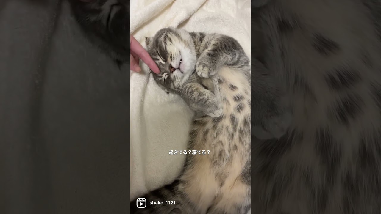 起きてるか寝てるかわからない猫がこちら  #マンチカン #短足マンチカン #Shorts