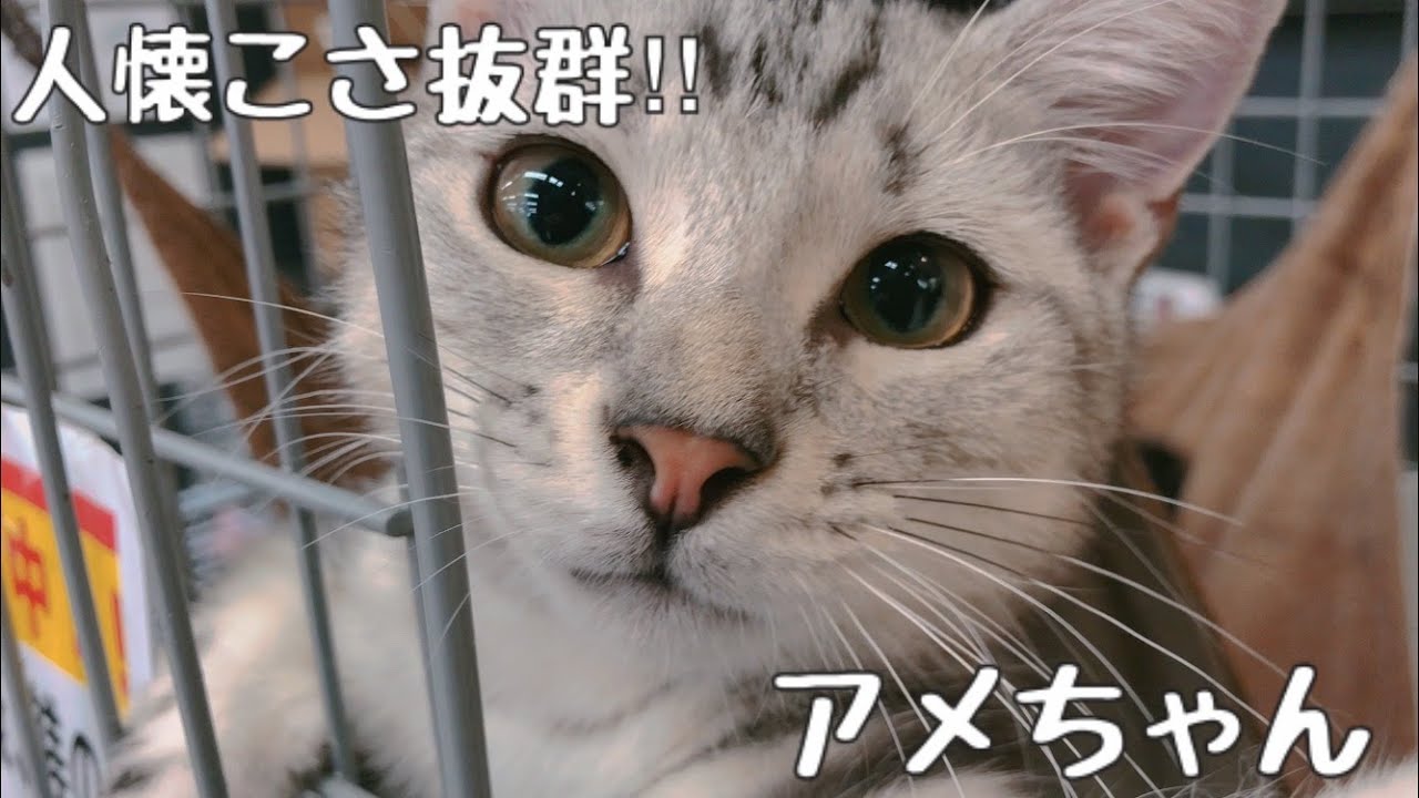 【 アメリカンショートヘアー 】人懐こさ抜群のアメちゃん【 マルワン梅島店 】