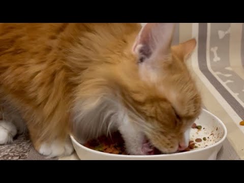 ひたすら食べる（メインクーン）のあぽろ君