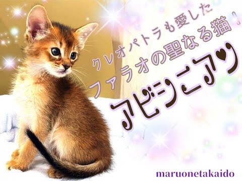 【アビシニアン】お気に入りのキリンちゃんと！