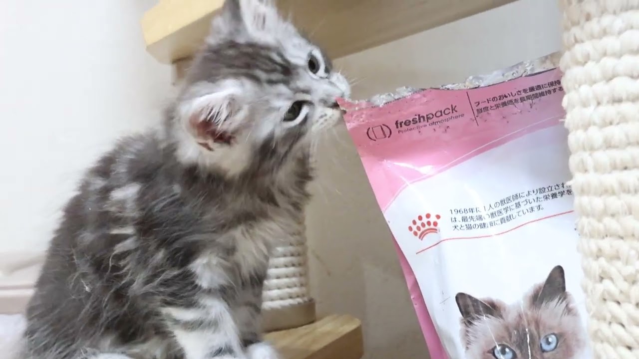 生後58日シルバーのメインクーン子猫とろろ君