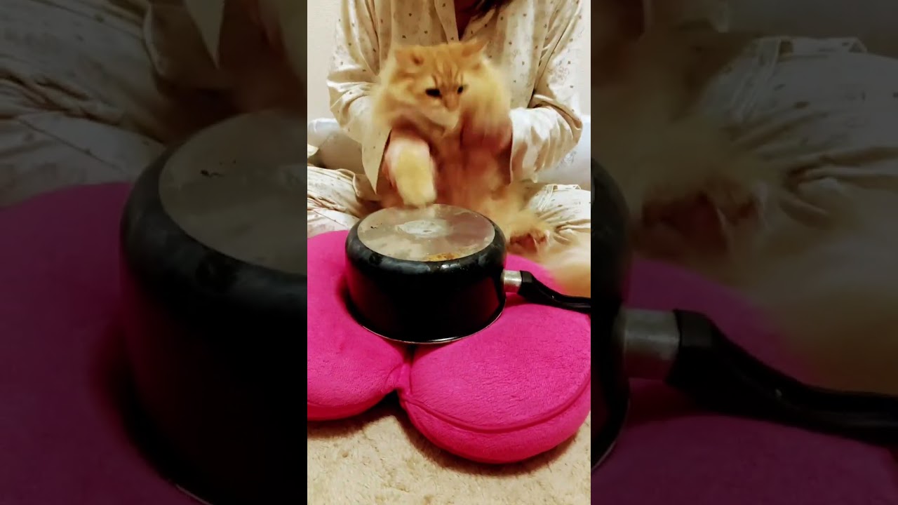 猫ダンス #ちゃとら #ラガマフィン #さびねこ