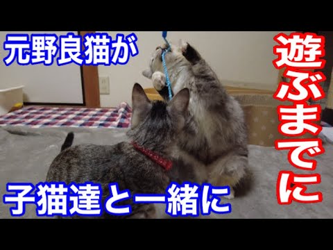 元野良猫シャムちゃんが初めて子猫や先住猫達と一緒におもちゃで遊ぶ。左手のない野良猫のキセキ　#cat  #kitten  #保護猫  #子猫  #癒し  #ねこ  #こねこ