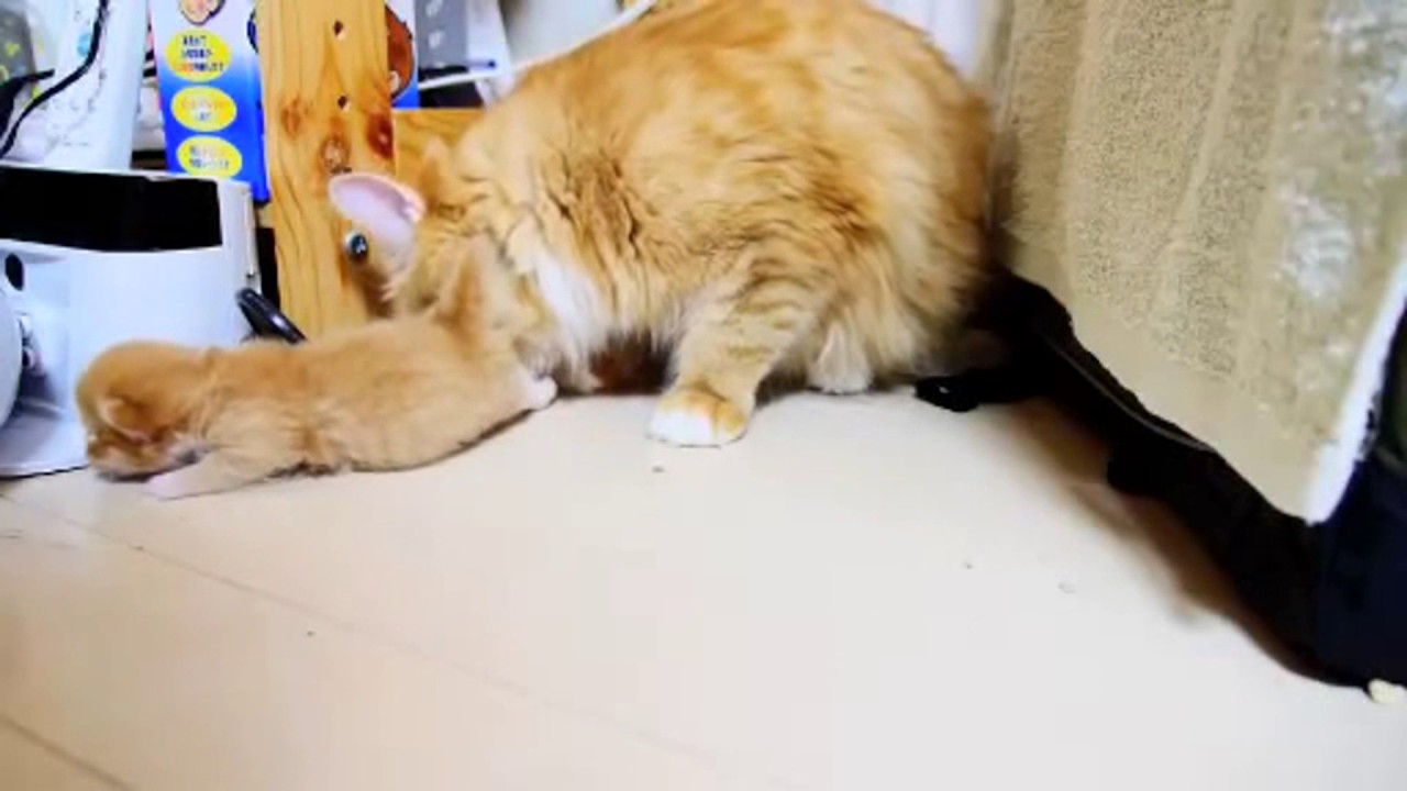 子猫のマンチカンの兄弟が可愛い