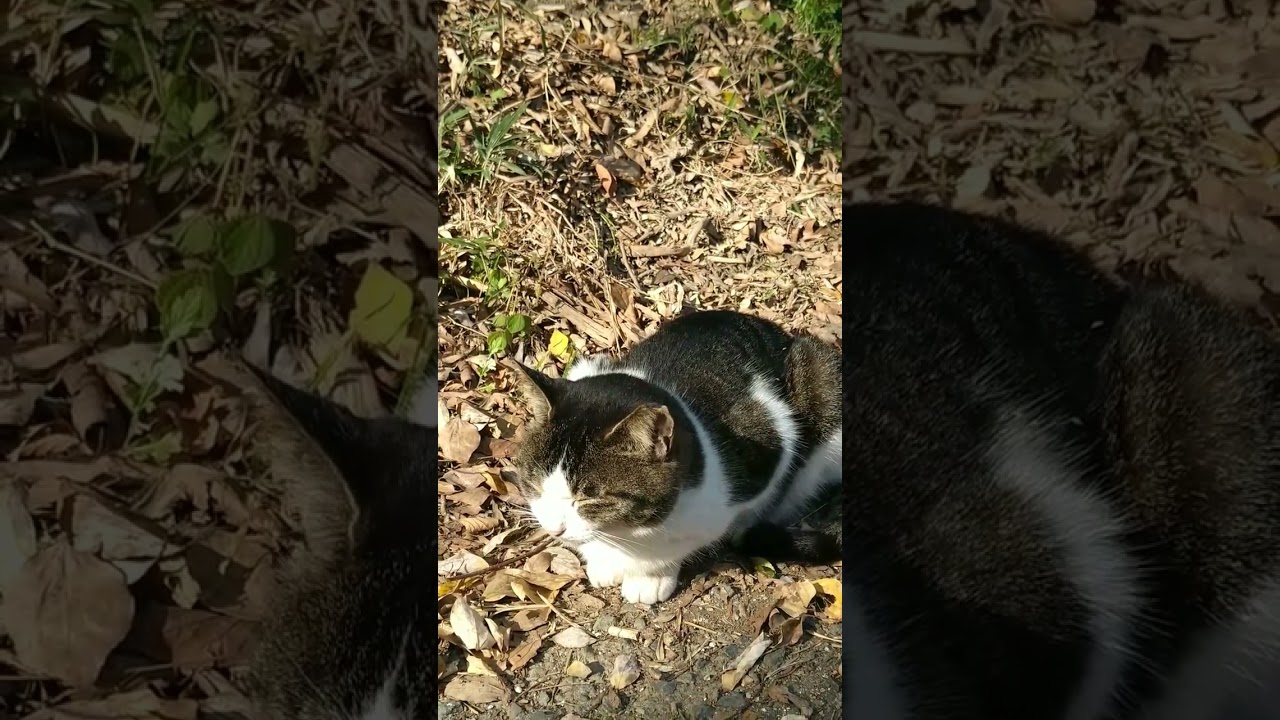 Japanese cat basking in the sun 日向ぼっこをする猫