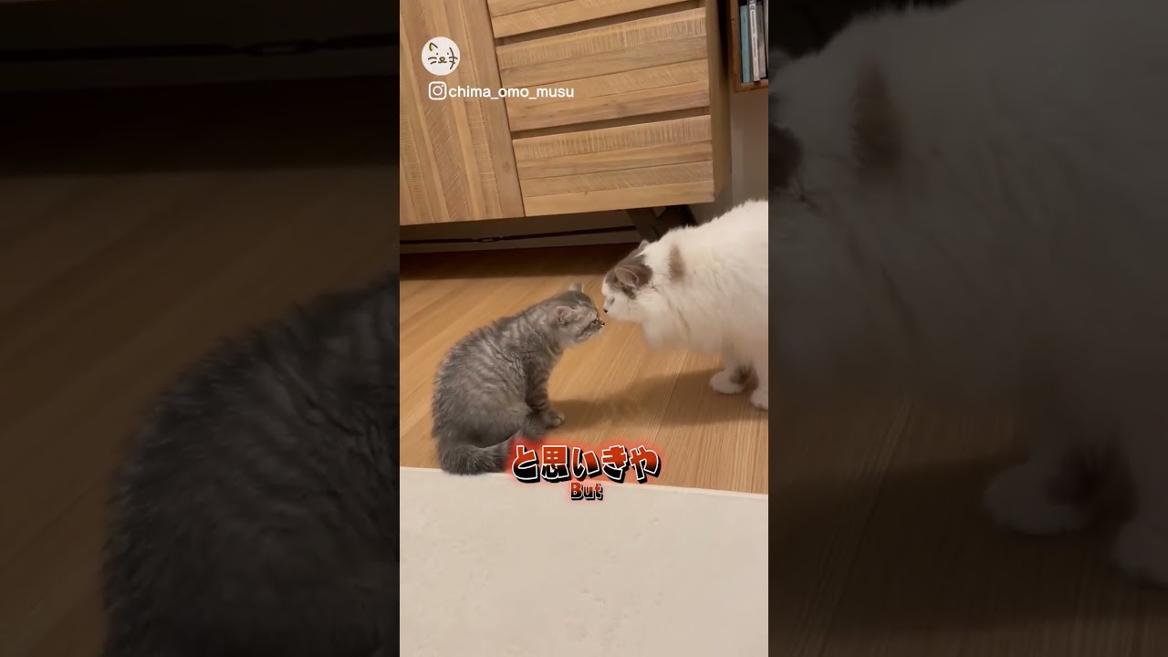威嚇してる子猫ちゃん？Intimidating？🐈むすび&おもち スコティッシュフォールド #猫王国 #子猫 #スコティッシュフォールド  #cat #animals