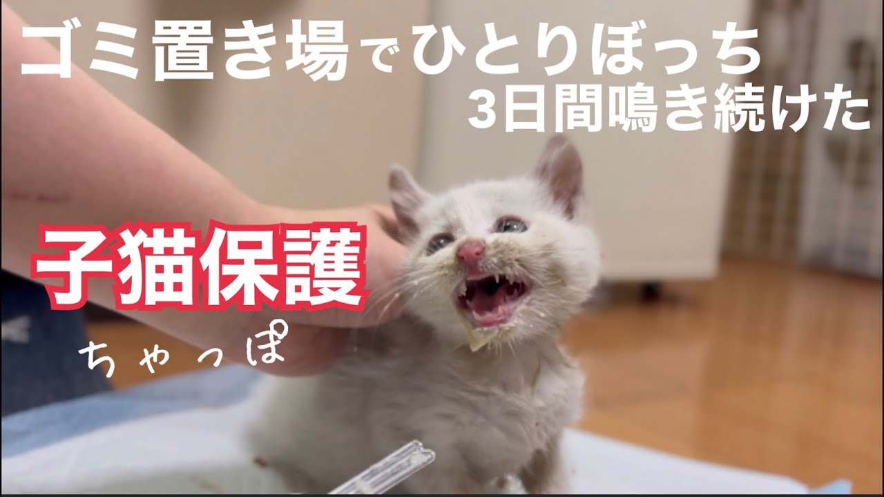 [子猫保護]年末に保護した「ちゃっぽ」ようこそみぱね家へ！2023年1月[沖縄里親募集中]保護猫ご紹介⭐️