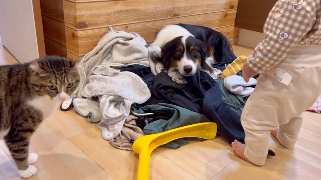 なぜか集まる犬猫娘。洗濯物が畳めない…